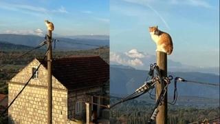 Ova mačka u Dubrovniku imala je najluđi doček Nove godine