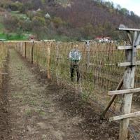 Problemi za proizvođače jagodastog voća: Malinari zbog niske otkupne cijene primorani zatvoriti plantaže