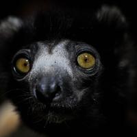 Lemuri​​​​​​, simbol Madagaskara