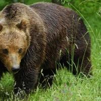 U Crnoj Gori živi više od 400 mrkih medvjeda