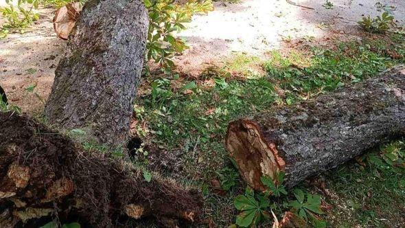  Na Vrelu Bosne palo drvo - Avaz