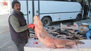 Ribar uhvatio štuku duga 1,05 metara, teška 55 kilograma
