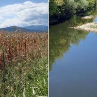 Vremenski uslovi ovog ljeta nikako ne idu naruku poljoprivrednicima: Kukuruz se suši, farmerima se crno piše