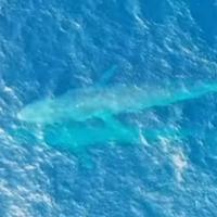 Ronilac uspio snimiti trenutak hranjenja mladunčeta plavog kita