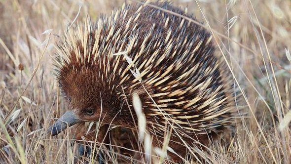 Attenboroughova dugokljuna ehidna - Avaz