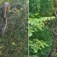 Ogromna zmija koja je navodno snimljena kod Mostara zapanjila zoologe: Duža od tri metra