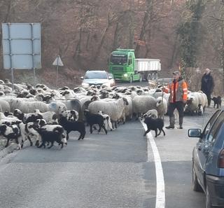 Gužva na regionalnom putu Gračanica-Orašje: Stado ovaca blokiralo cestu, vozači nestrpljivo trubili 