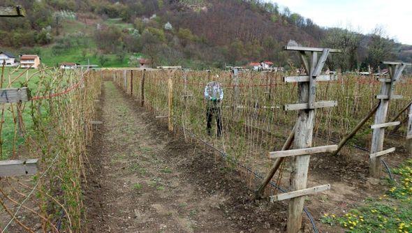 Uređena plantaža u Dugom Polju - Avaz