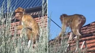 Video / Na krovu kuće u Beogradu snimljen majmun