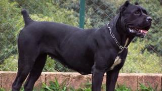 Cane Corso napao maloljetnu osobu u Banjoj Luci