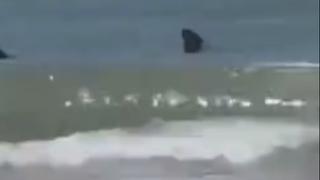Ajkula ugrizla ženu u plićaku na poznatoj plaži: Još dvije osobe za dlaku izbjegle napad