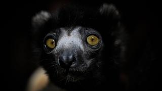 Lemuri​​​​​​, simbol Madagaskara