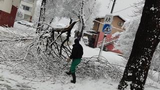 Oštećena stabla na nekoliko lokacija u gradu