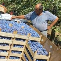 U Gradačcu se berba šljive privodi kraju, prinosi zadovoljavajući, nedostaje radne snage