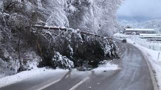 Drvo palo na cestu kod Turbeta, saobraćaj usporen