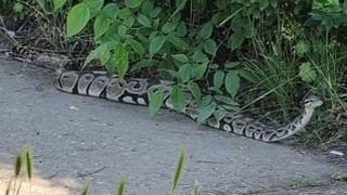 Ovo je sedam savjeta kako izbjeći ugriz zmije i šta nikako ne smijete učiniti