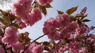 Festival japanske trešnje Sakura u nedjelju u Mostaru
