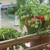 Napravite vlastiti povrtnjak u stanu: Ovako uzgajajte začine i povrće na balkonu