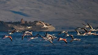 Uprkos dolasku zime, flamingosi i druge selice ne napuštaju jezero Van