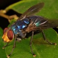 Uz ovaj sjajan trik otjerat ćete muhe bez pesticida