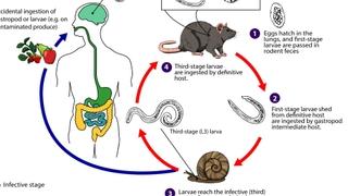 Parazitski valjkasti crv širi se po Americi: Iz pacova može prijeći na ljude