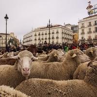 Šta se dešava: Ovce na ulicama Madrida