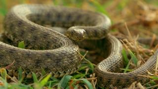 Prava glumica: Ova zmija ide u krajnosti da bi se pravila mrtva