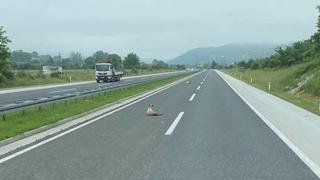 Ovce ležale na autoputu kod Ilijaša: Ko ih je izgubio?