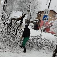 Oštećena stabla na nekoliko lokacija u gradu