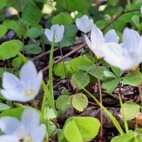 Međunarodni dan zdravlja bilja: BiH među prvih pet zemalja u Evropi po biološkoj raznolikosti