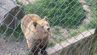 Mečka Sonja uživa na suncu u Pionirskoj dolini