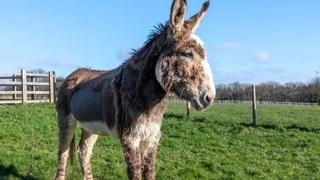 Veterinari ovim pićem spasili život bolesnom magarcu: Popio 24 litra 