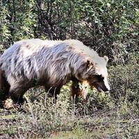 Grizli ubio kanadski par i njihovog psa u nacionalnom parku