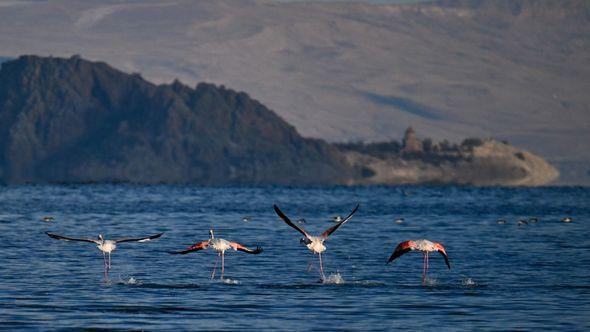 Jezero Van: Jata flamingosa - Avaz