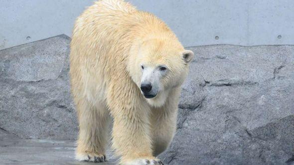Polarni medvjedi - Avaz