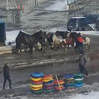 Reporter "Avaza" svjedočio drami na Zlatiboru: Konji sa sankama se zabili u automobile