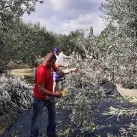 Pokrenut proces zaštite oznake porijekla: Maslinovo ulje na putu do brenda "Zlatne kapi"