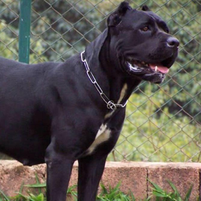 Cane Corso napao maloljetnu osobu u Banjoj Luci