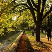 Sarajevo u jesenjem ruhu: Parkovi i ulice u zlatnožutoj boji