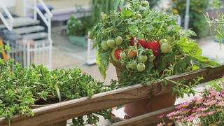 Napravite vlastiti povrtnjak u stanu: Ovako uzgajajte začine i povrće na balkonu