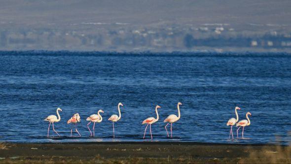 Jezero Van: Jata flamingosa - Avaz