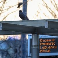 Vozač koji se pijan zabio u tramvajsku stanicu u Zagrebu neće ići u zatvor