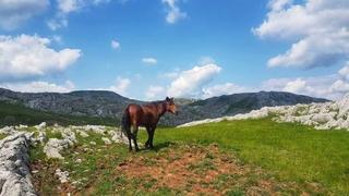 Predstavnici Fondacije "Second": Pomozite konju ne može da se osloni na prednju lijevu nogu