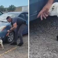 Upoznajte najslađeg policajca na svijetu