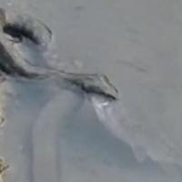 "Kao anakonda": Zmija veća od dva metra prestravila šetače pored rijeke