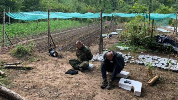 U Velikoj Kladuši otkriven kamp sa 6.000 sadnica marihuane - Avaz