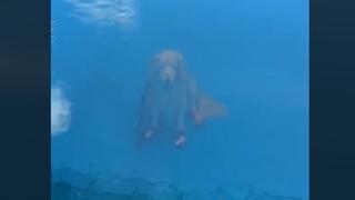 Kako je moguće: Snimak psa koji sjedi na dnu bazena zbunio milione ljudi