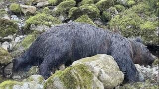 U kanjonu Rakitnice pronađen leš mrkog medvjeda